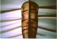 /album/metamorfose/foto-q-jpg/